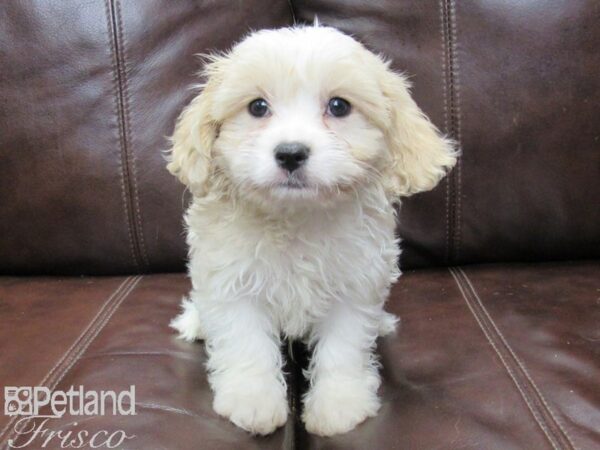 Cava Chon DOG Male BLENHEIM 26092 Petland Frisco, Texas