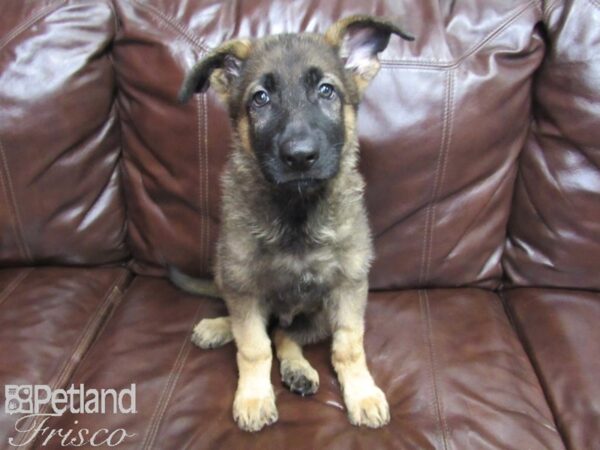 German Shepherd-DOG-Male-Sable-26091-Petland Frisco & Mckinney, Texas