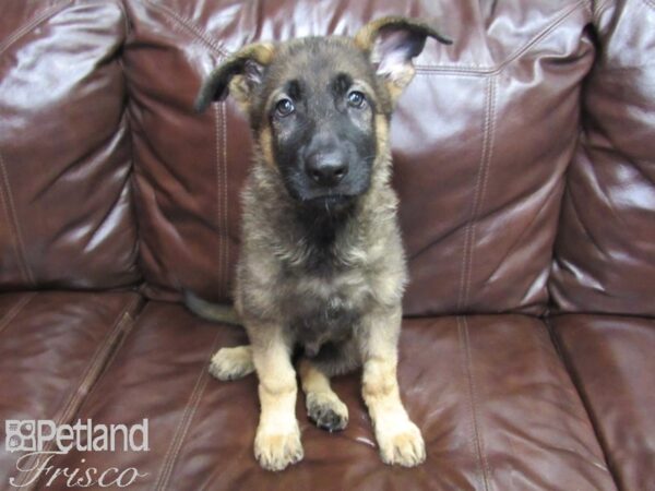 German Shepherd DOG Male Sable 26091 Petland Frisco, Texas