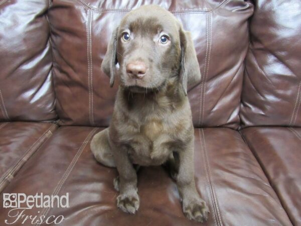 Labrador Retriever DOG Female Chocolate 26089 Petland Frisco, Texas