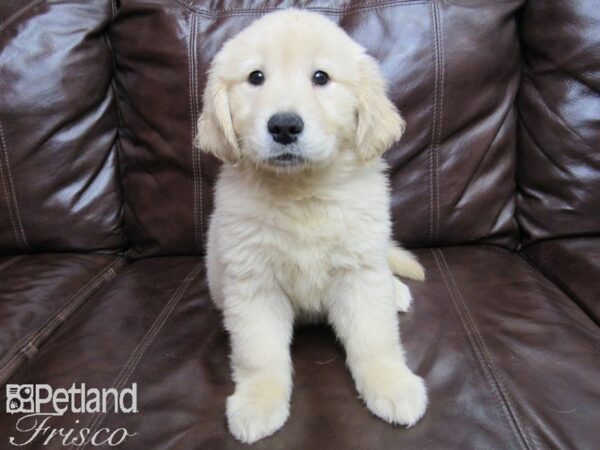 Golden Retriever-DOG-Female-Light Golden-26088-Petland Frisco & Mckinney, Texas