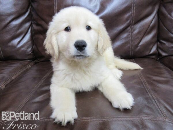 Golden Retriever-DOG-Male-Light Golden-26087-Petland Frisco, Texas