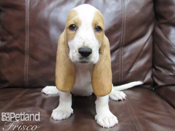 Basset Hound DOG Female Tan and White 26086 Petland Frisco, Texas
