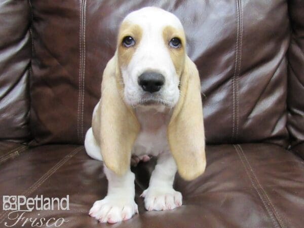 Basset Hound DOG Male Tan and White 26085 Petland Frisco, Texas