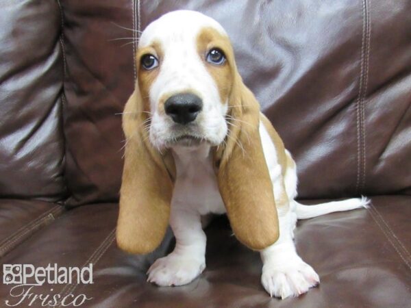 Basset Hound DOG Male Tan and White 26084 Petland Frisco, Texas