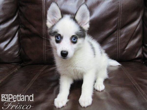 Pomsky DOG Female White and Black 26079 Petland Frisco, Texas