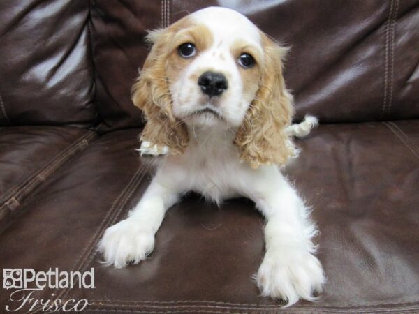 Cockalier-DOG-Male-Blenheim-26078-Petland Frisco & Mckinney, Texas