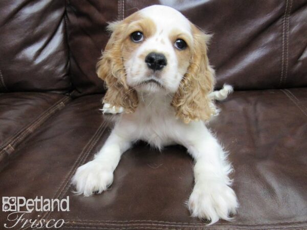 Cockalier-DOG-Male-Blenheim-26078-Petland Frisco, Texas