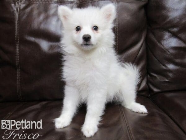 American Eskimo-DOG-Female-White-26077-Petland Frisco, Texas