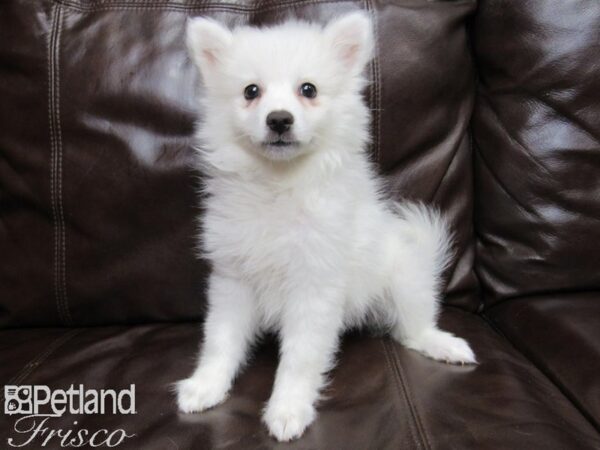 American Eskimo DOG Female White 26077 Petland Frisco, Texas