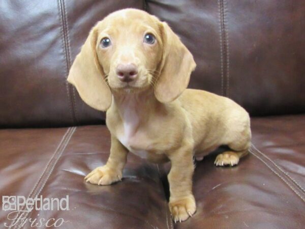 Dachshund DOG Male Chocolate and Tan 26073 Petland Frisco, Texas