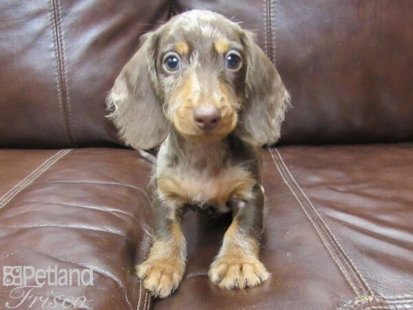 Dachshund DOG Male Chocolate Dapple 26072 Petland Frisco, Texas