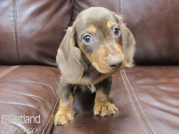 Dachshund DOG Male Red 26071 Petland Frisco, Texas