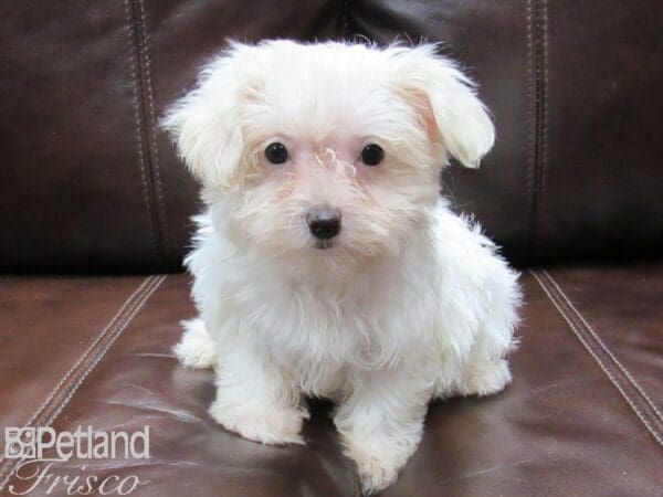 Maltese-DOG-Female-WHITE-26097-Petland Frisco, Texas