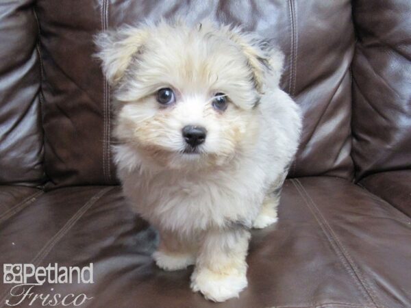 Maltipom DOG Male Blue Merle 26111 Petland Frisco, Texas