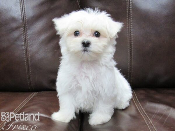 Maltese-DOG-Male-White-26110-Petland Frisco & Mckinney, Texas