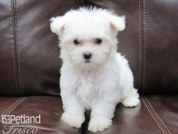 Maltese-DOG-Male-White-26109-Petland Frisco, Texas