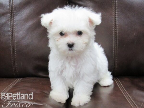 Maltese-DOG-Male-White-26109-Petland Frisco & Mckinney, Texas