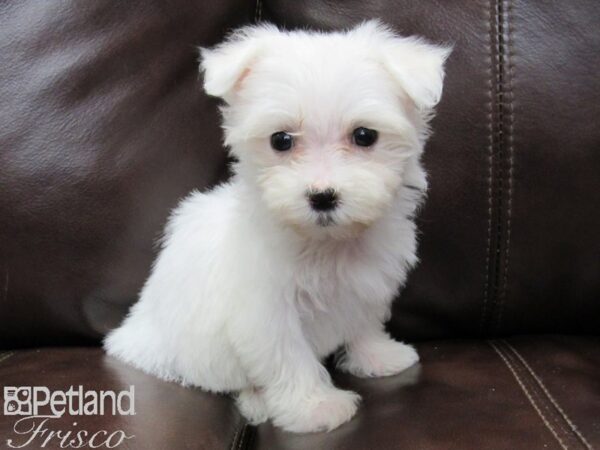 Maltese-DOG-Female-White-26108-Petland Frisco & Mckinney, Texas