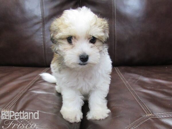 Havanese-DOG-Female-Parti-26107-Petland Frisco & Mckinney, Texas