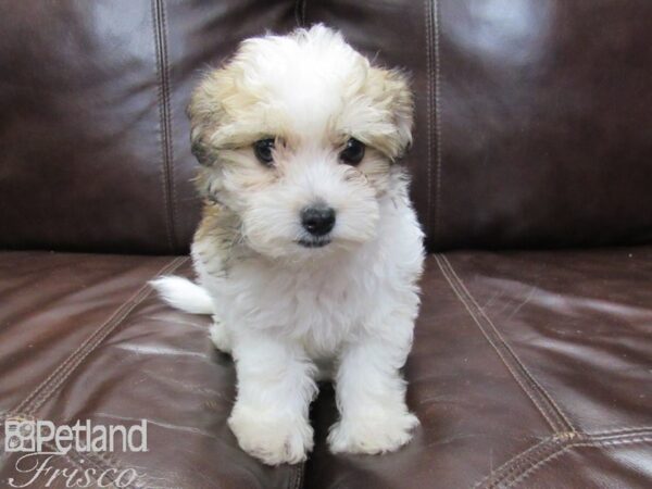 Havanese-DOG-Female-Parti-26107-Petland Frisco, Texas