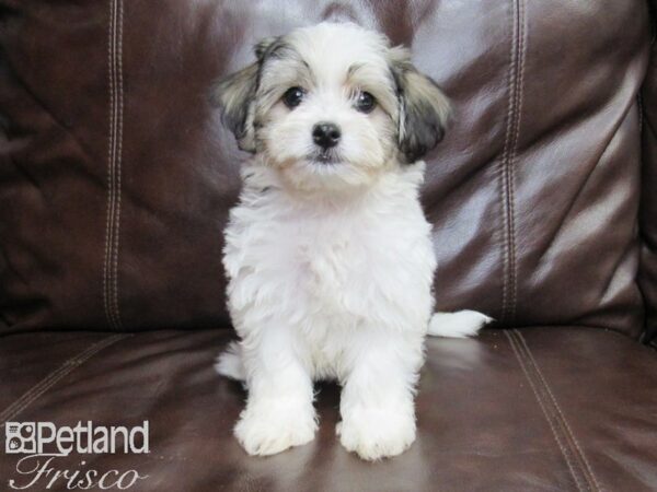 Havanese-DOG-Male-Parti-26106-Petland Frisco & Mckinney, Texas