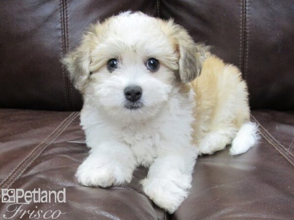 Havanese-DOG-Male-Parti-26105-Petland Frisco, Texas