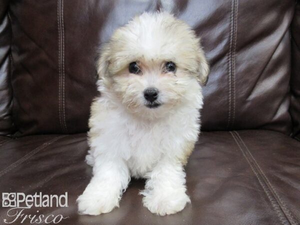 Havanese-DOG-Female-Parti-26103-Petland Frisco & Mckinney, Texas
