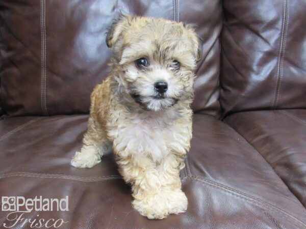 Havanese-DOG-Female-Parti-26102-Petland Frisco & Mckinney, Texas