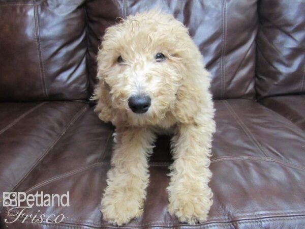 Goldendoodle F1b DOG Female 26136 Petland Frisco, Texas