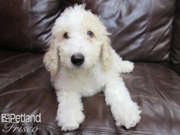 Goldendoodle F1b DOG Male 26135 Petland Frisco, Texas