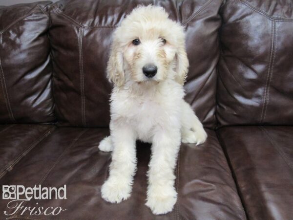 Goldendoodle F1b DOG Female 26134 Petland Frisco, Texas