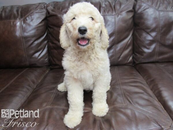 Goldendoodle F1b-DOG-Male--26133-Petland Frisco, Texas