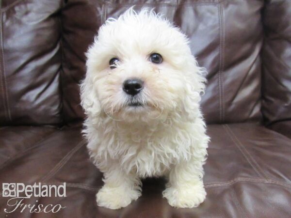 Bichon Frise DOG Male WH 26132 Petland Frisco, Texas