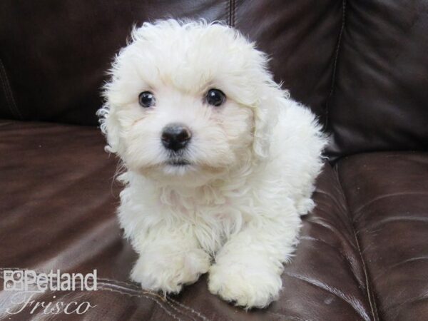 Bichon Frise DOG Female WH 26131 Petland Frisco, Texas