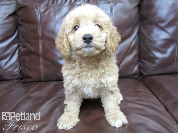 Cockadoodle DOG Male RED 26130 Petland Frisco, Texas