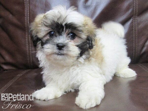 Teddy DOG Female brown white 26129 Petland Frisco, Texas