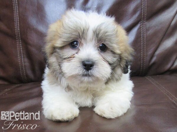 Teddy DOG Male brown white 26128 Petland Frisco, Texas