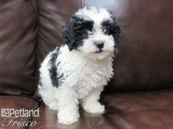 Poo Chon DOG Female BLK WHITE 26126 Petland Frisco, Texas