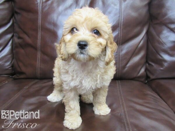 Cockadoodle-DOG-Female-LIGHT RED-26125-Petland Frisco & Mckinney, Texas