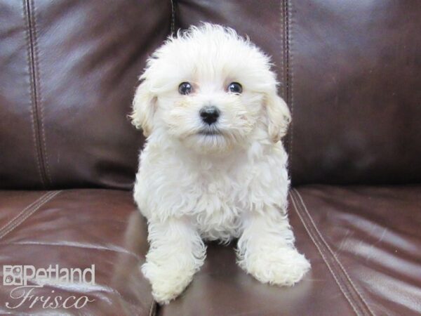 Yorkie Chon DOG Male CREAM WHITE 26123 Petland Frisco, Texas