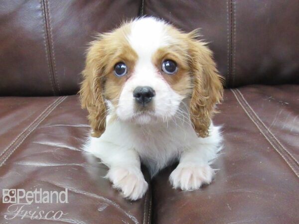 Cavalier King Charles Spaniel DOG Male Blenheim 26121 Petland Frisco, Texas