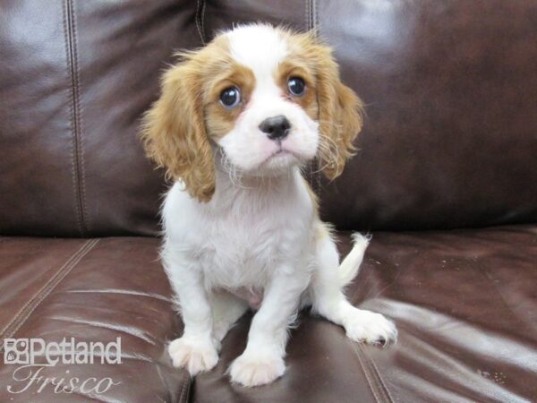 Cavalier King Charles Spaniel DOG Male Blenheim 26120 Petland Frisco, Texas