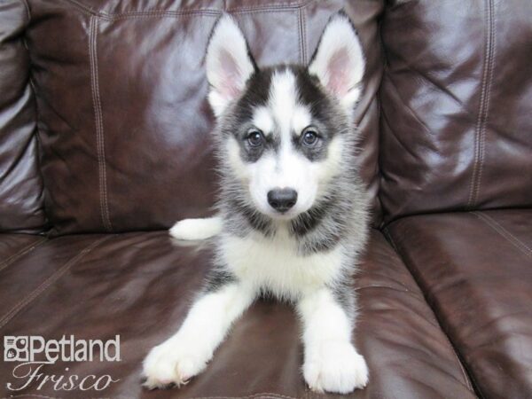 Siberian Husky-DOG-Male-Black & White-26119-Petland Frisco, Texas