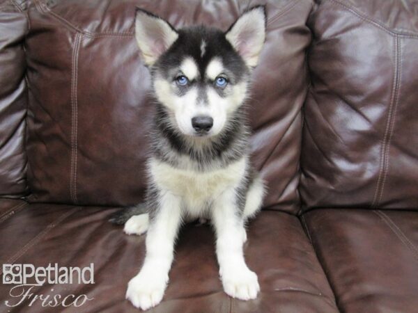 Siberian Husky-DOG-Female-Black & White-26118-Petland Frisco, Texas