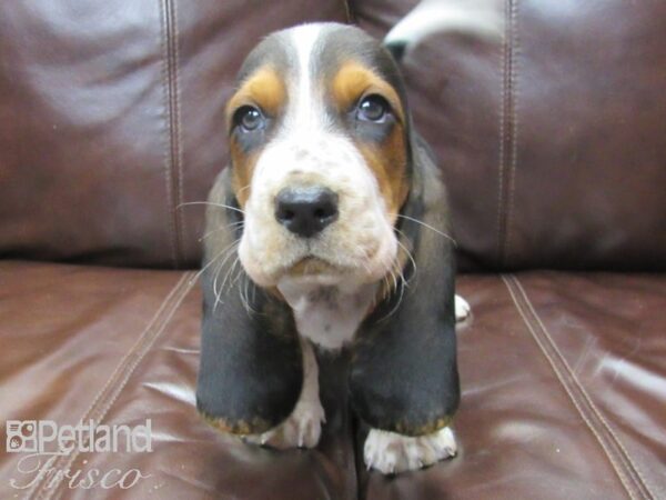 Basset Hound-DOG-Male-Black Tri-26117-Petland Frisco & Mckinney, Texas