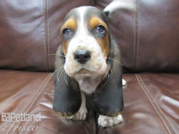 Basset Hound DOG Male Black Tri 26117 Petland Frisco, Texas