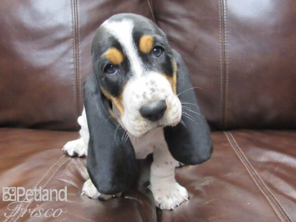 Basset Hound DOG Female Black Tri 26116 Petland Frisco, Texas