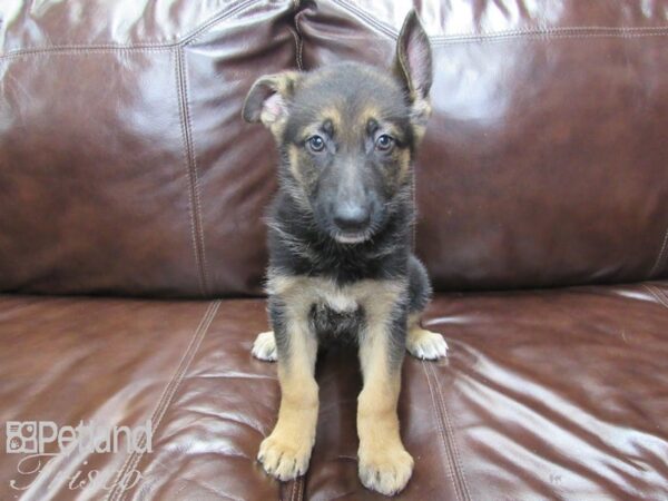 German Shepherd DOG Female Black & Tan 26115 Petland Frisco, Texas