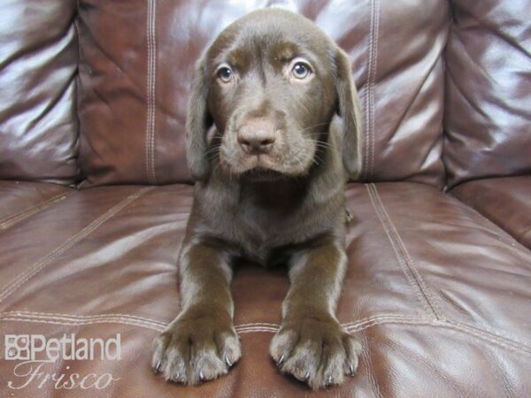 Labrador Retriever DOG Male Chocolate 26114 Petland Frisco, Texas